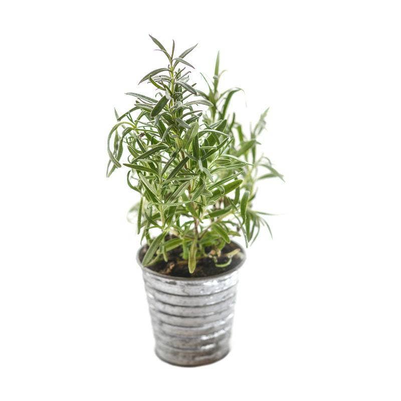 Rosemary-500 BC