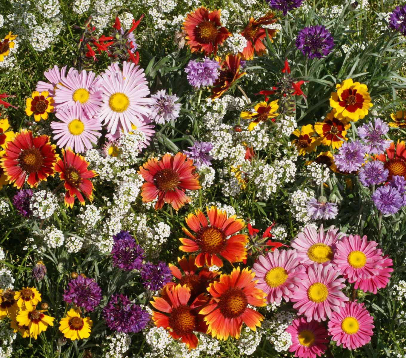 I Am With You Always - Bird & Butterfly Wildflower Mix Seed Packets